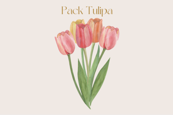 tulipa